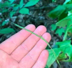 Long-awned Wood Grass thumbnail 2