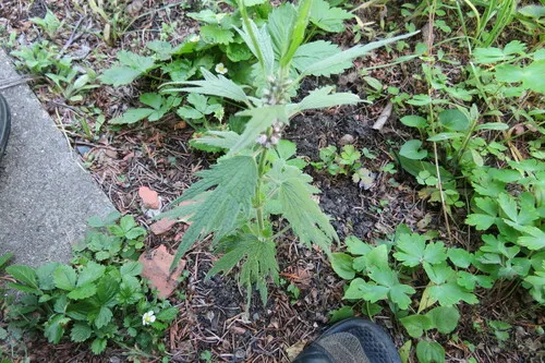five-bladed motherwort