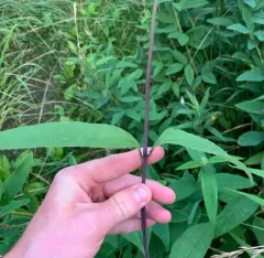 pale-leaved woodland sunflower thumbnail 3