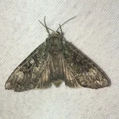 Dappled Dart thumbnail 1