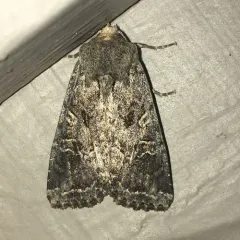 Glassy Cutworm Moth thumbnail 2