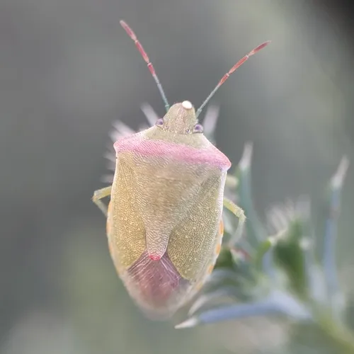 Red-shouldered Stink Bug