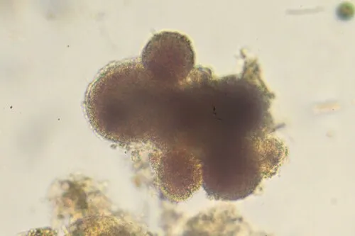 Lamprocystis roseopersicina