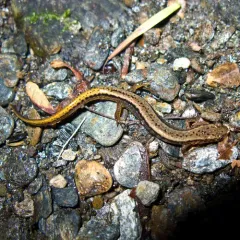 Northern Two-lined Salamander thumbnail 1