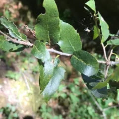 canyon live oak thumbnail 2