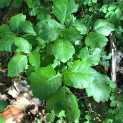 Pacific poison oak thumbnail 1