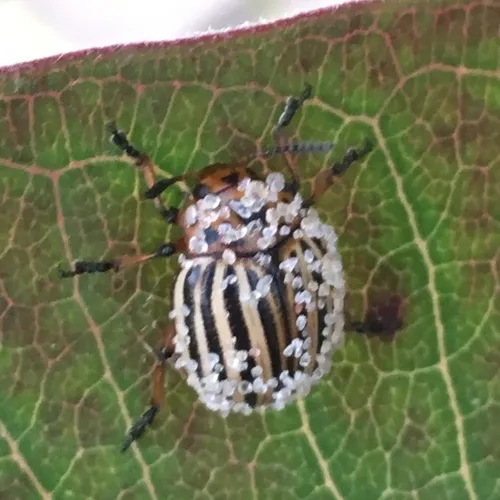 Colorado Potato Beetle