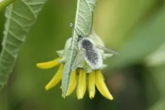 Systoechus candidulus thumbnail 1