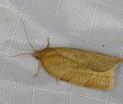 Allen's Tortrix Moth thumbnail 4