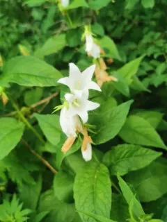 Giant Bellflower thumbnail 4