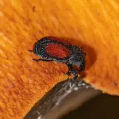Laemosaccus nephele thumbnail 3