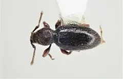 Stomodes gyrosicollis thumbnail 2
