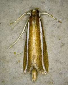 Reed-boring Crambid Moth thumbnail 2