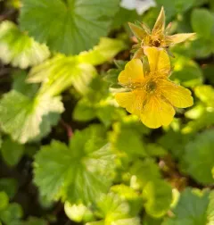 Calthaleaf Avens thumbnail 2