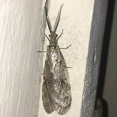Spring Fishfly
