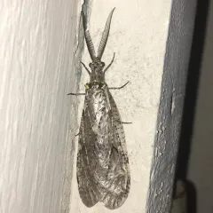 Spring Fishfly thumbnail 1