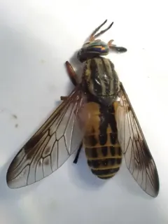 Sherman's Deer Fly thumbnail 3