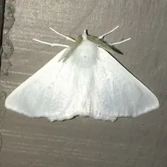Elm Spanworm Moth thumbnail 2