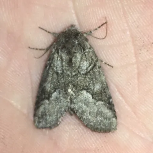 Double-lined Prominent