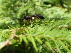 Coleocentrus pettiti thumbnail 2