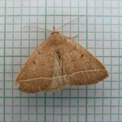 Yellowish Fan-foot thumbnail 2