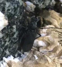 Melanderia mandibulata thumbnail 4