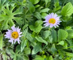 Wandering daisy thumbnail 1