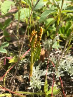 western moonwort thumbnail 2