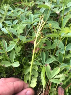 giant moonwort thumbnail 3