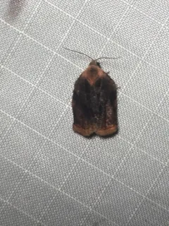 Smoked Leafroller Moth thumbnail 4