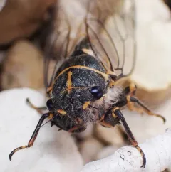 Putnam's Cicada thumbnail 4