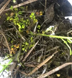 northern field bittercress thumbnail 3