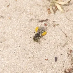Sandbar Willow Fairy Bee thumbnail 4