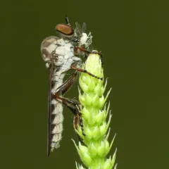 Gray Goggle Eye thumbnail 1