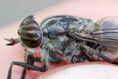 Hybomitra pechumani thumbnail 3