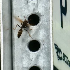 Western Paper Wasp thumbnail 2