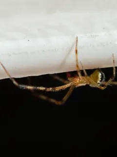 Theridion neomexicanum thumbnail 2