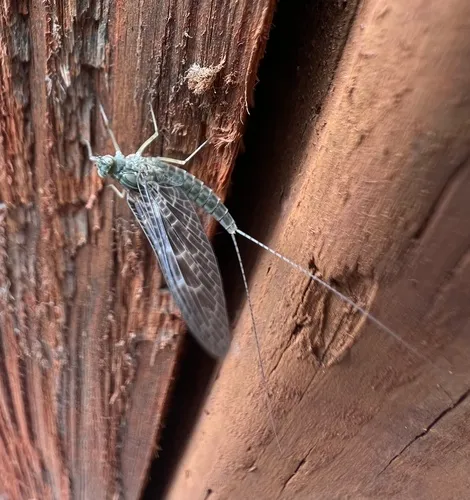 Red Speckled Dun