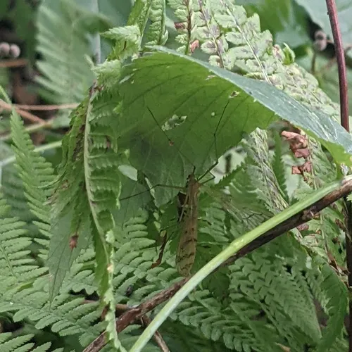 Thin Hangingfly