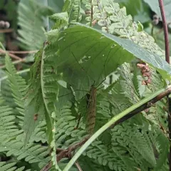 Thin Hangingfly thumbnail 1