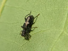 Phyllobaenus unifasciatus thumbnail 3