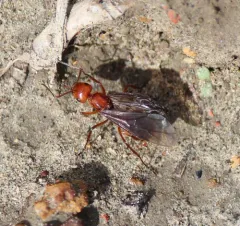 Hairy Mound Ant thumbnail 2
