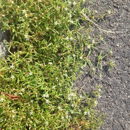 green carpetweed