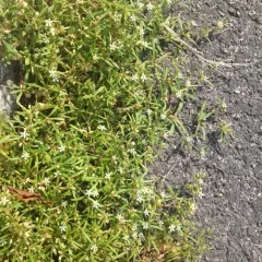 green carpetweed thumbnail 1