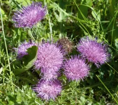 dwarf thistle thumbnail 2