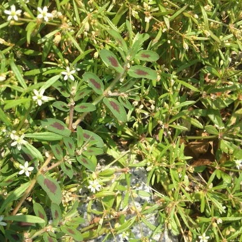 Spotted spurge