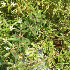 Spotted spurge thumbnail 1