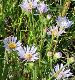 western aster thumbnail 3