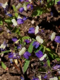 broad leaved collinsia thumbnail 4