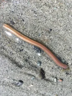 Nephtys caecoides thumbnail 4